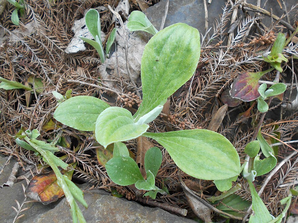 Woman's Tobacco