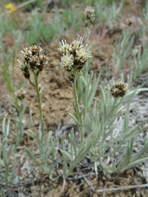 Narrowleaf Pussytoes