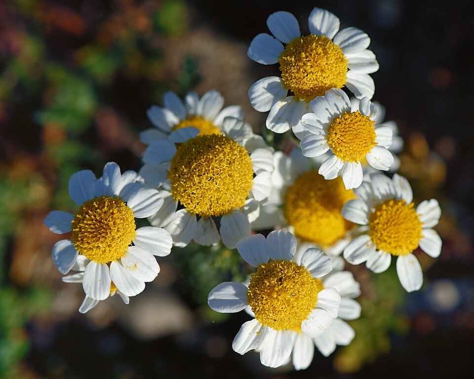 Chamomile