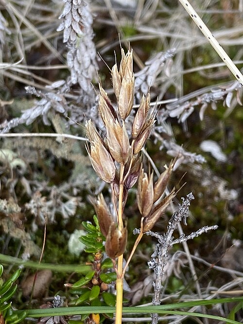 Alpine Sweetgrass