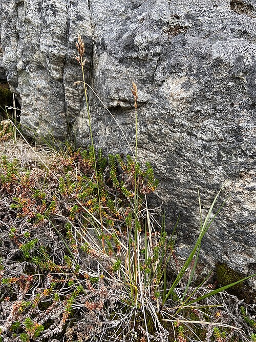 Alpine Sweetgrass