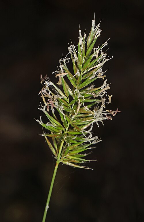 Sweet Vernalgrass