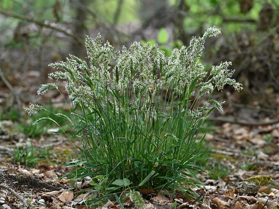 Sweet Vernalgrass