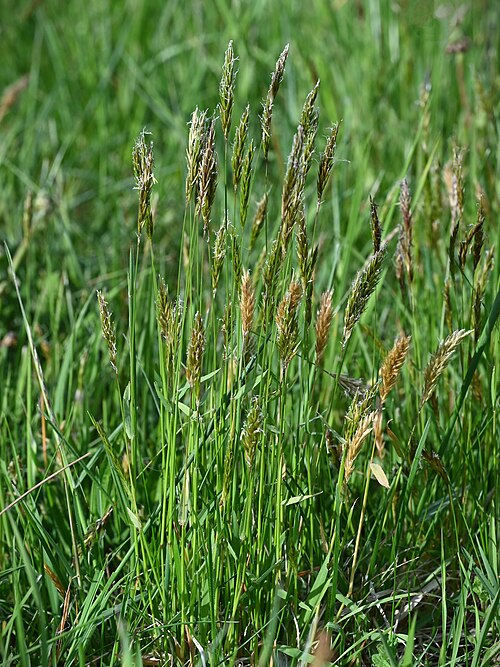Sweet Vernalgrass