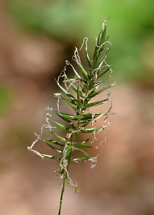 Sweet Vernalgrass