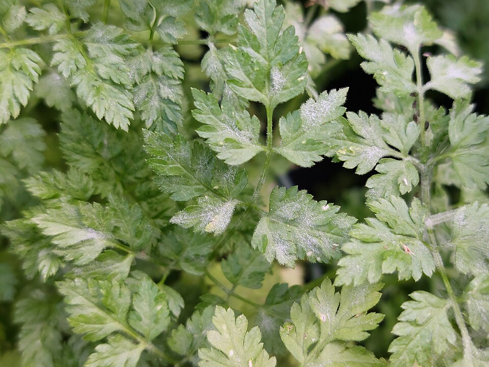 Garden Chervil