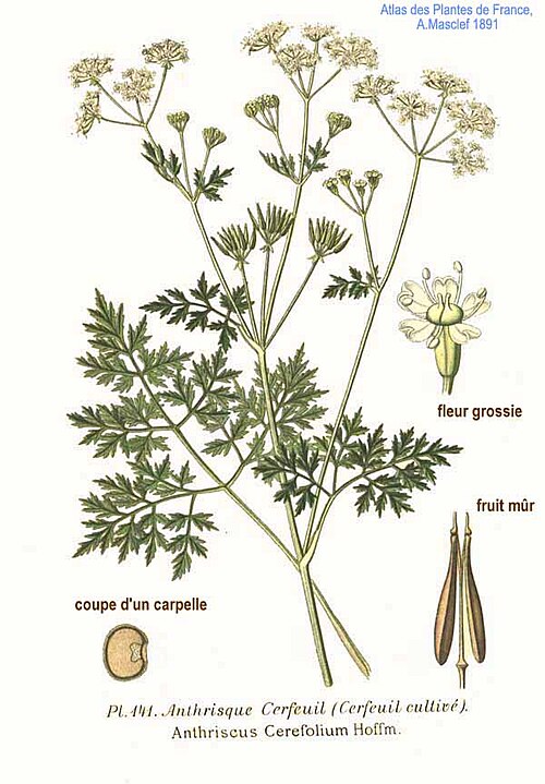 Garden Chervil