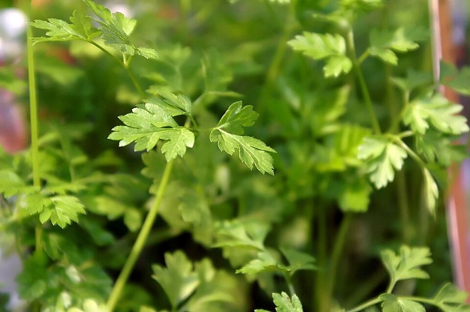 Garden Chervil