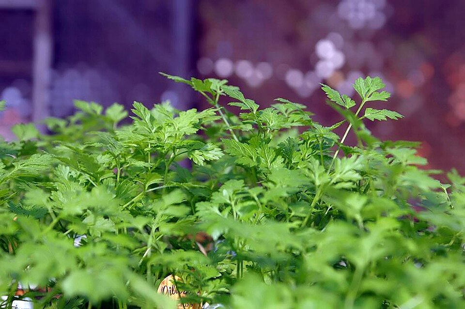 Garden Chervil