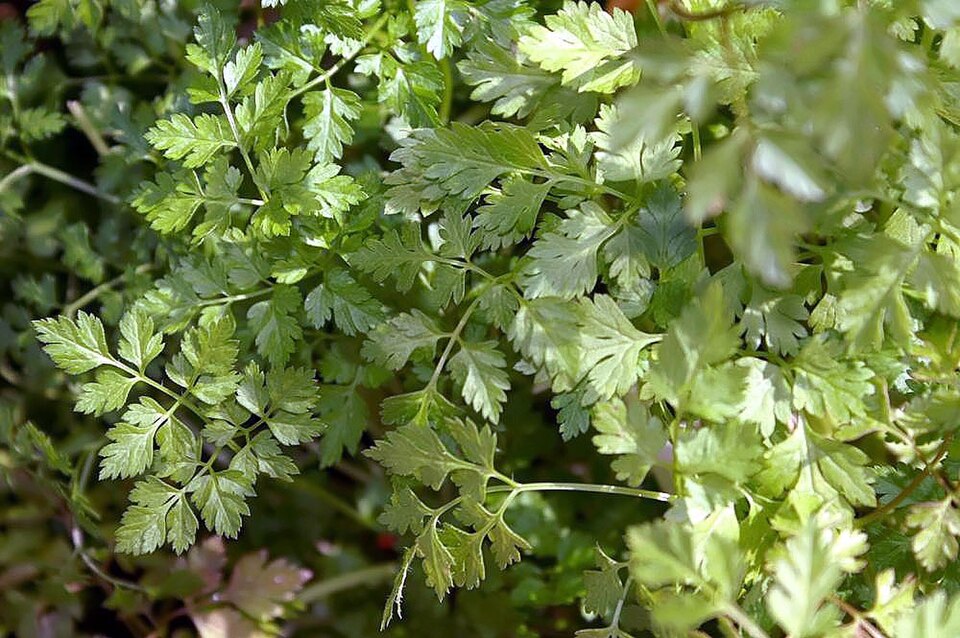 Garden Chervil