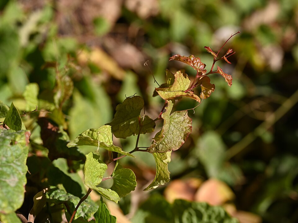 Coral Vine