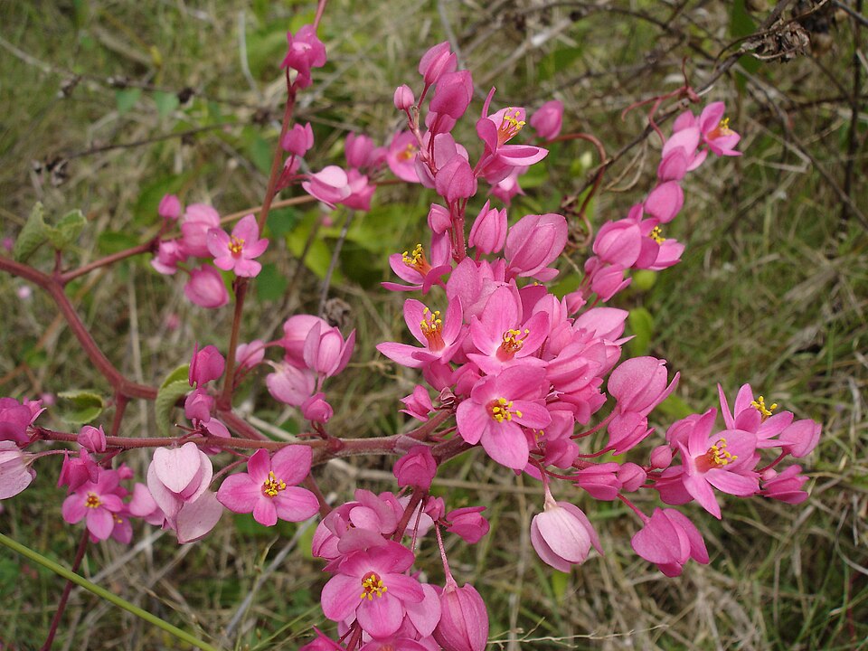 Coral Vine