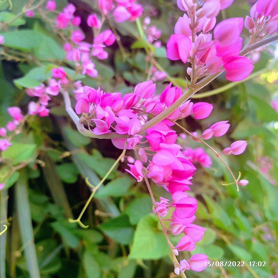 Coral Vine
