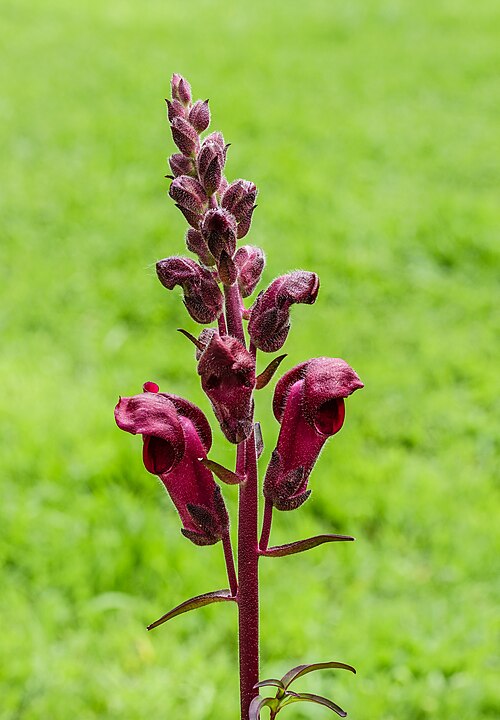 Snapdragon