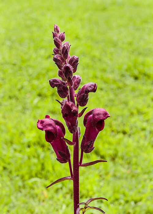 Snapdragon