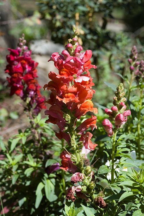 Snapdragon