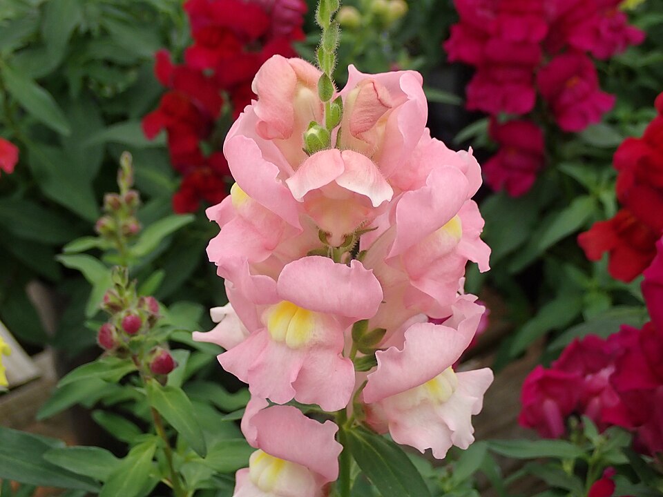 Snapdragon