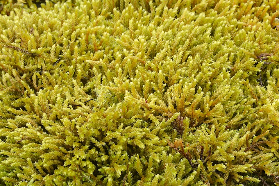 Antitrichia Moss