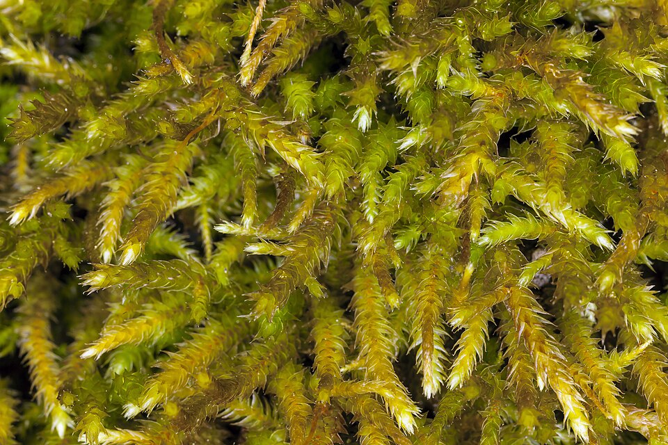 Antitrichia Moss
