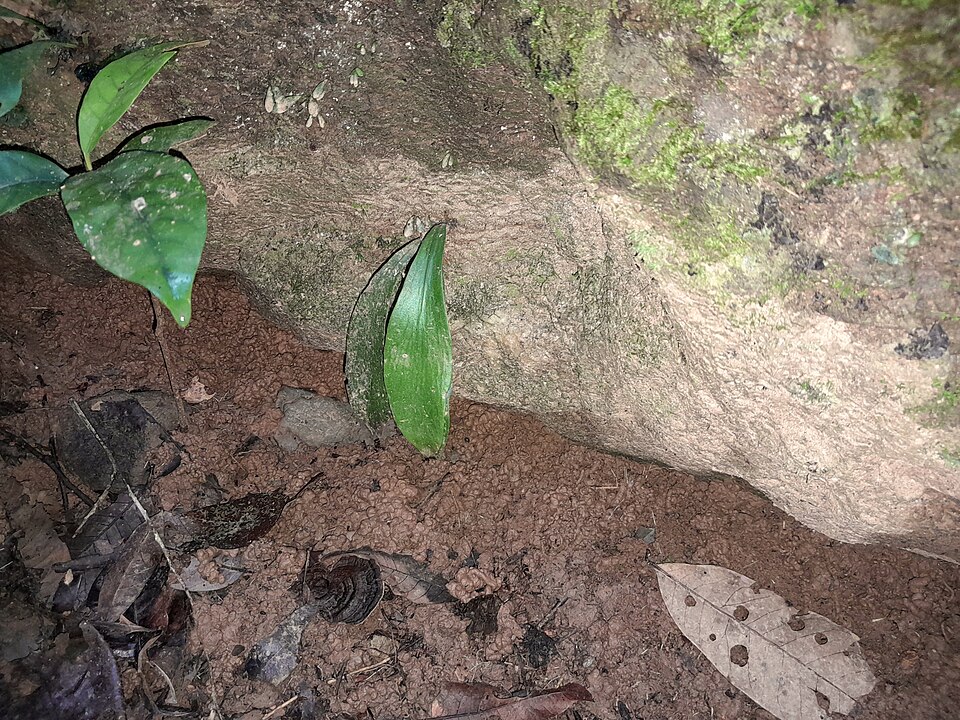 Lineleaf Fern