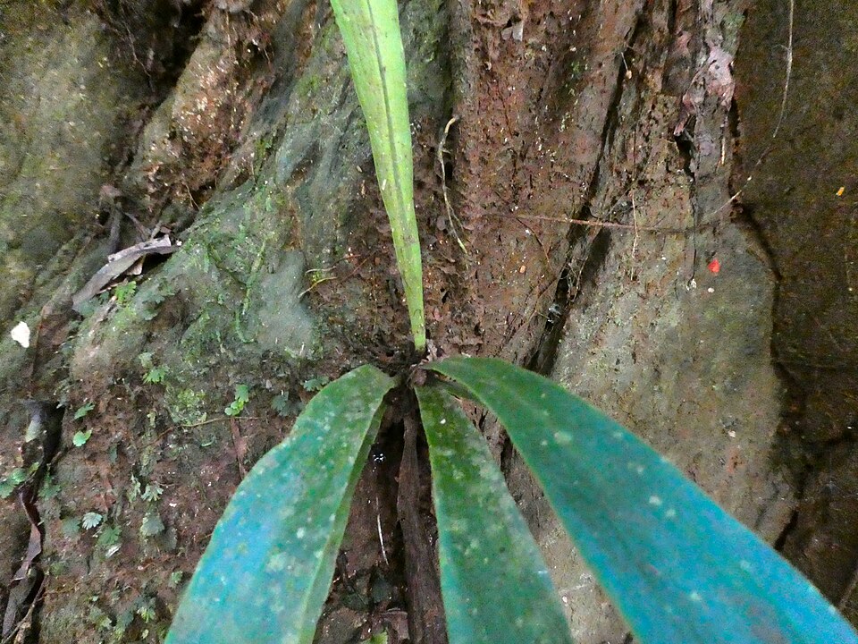 Lineleaf Fern