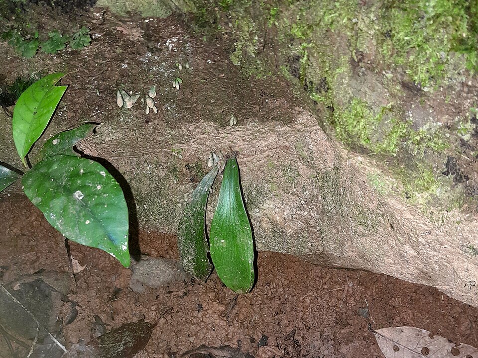 Lineleaf Fern