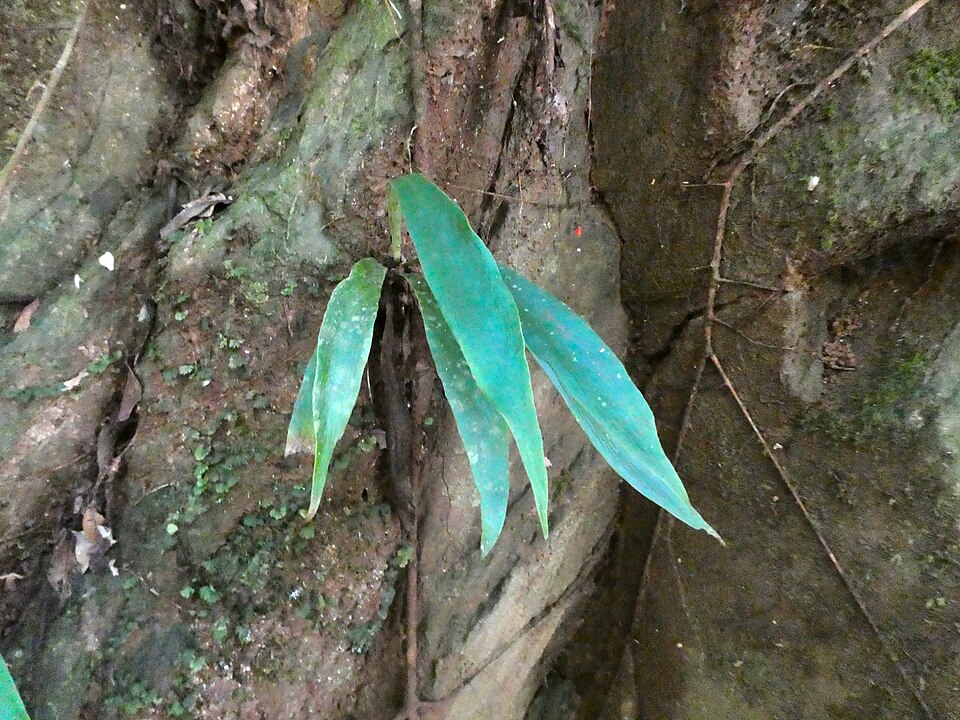 Lineleaf Fern