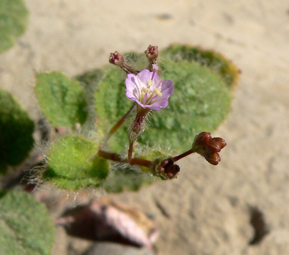 Ringstem