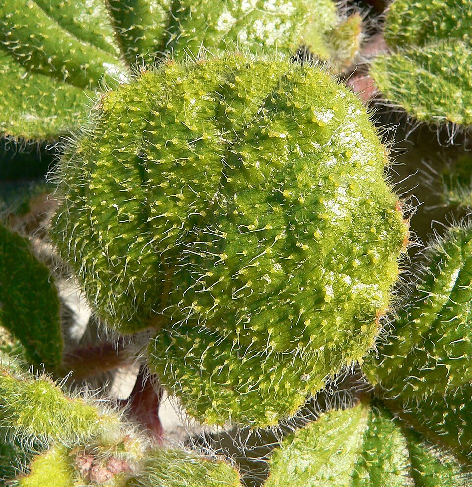 Valley Ringstem