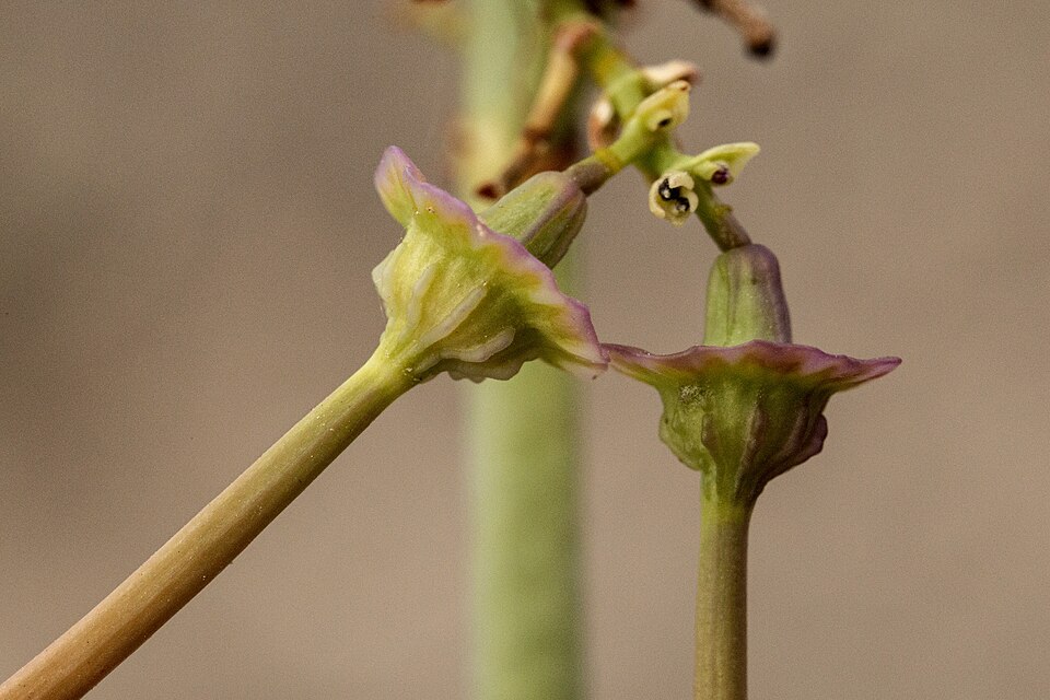 Southwestern Ringstem
