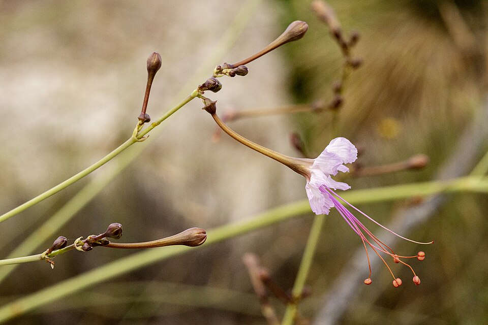 Southwestern Ringstem