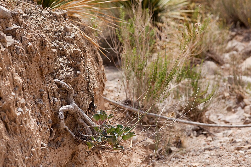 Southwestern Ringstem
