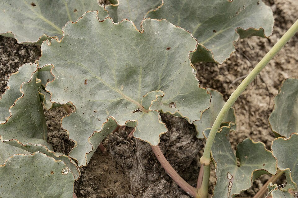 Southwestern Ringstem