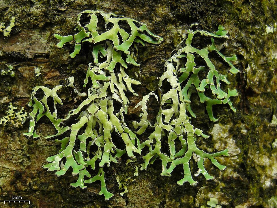 Anzia Lichen