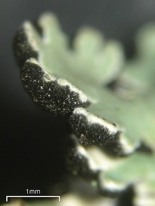 Anzia Lichen