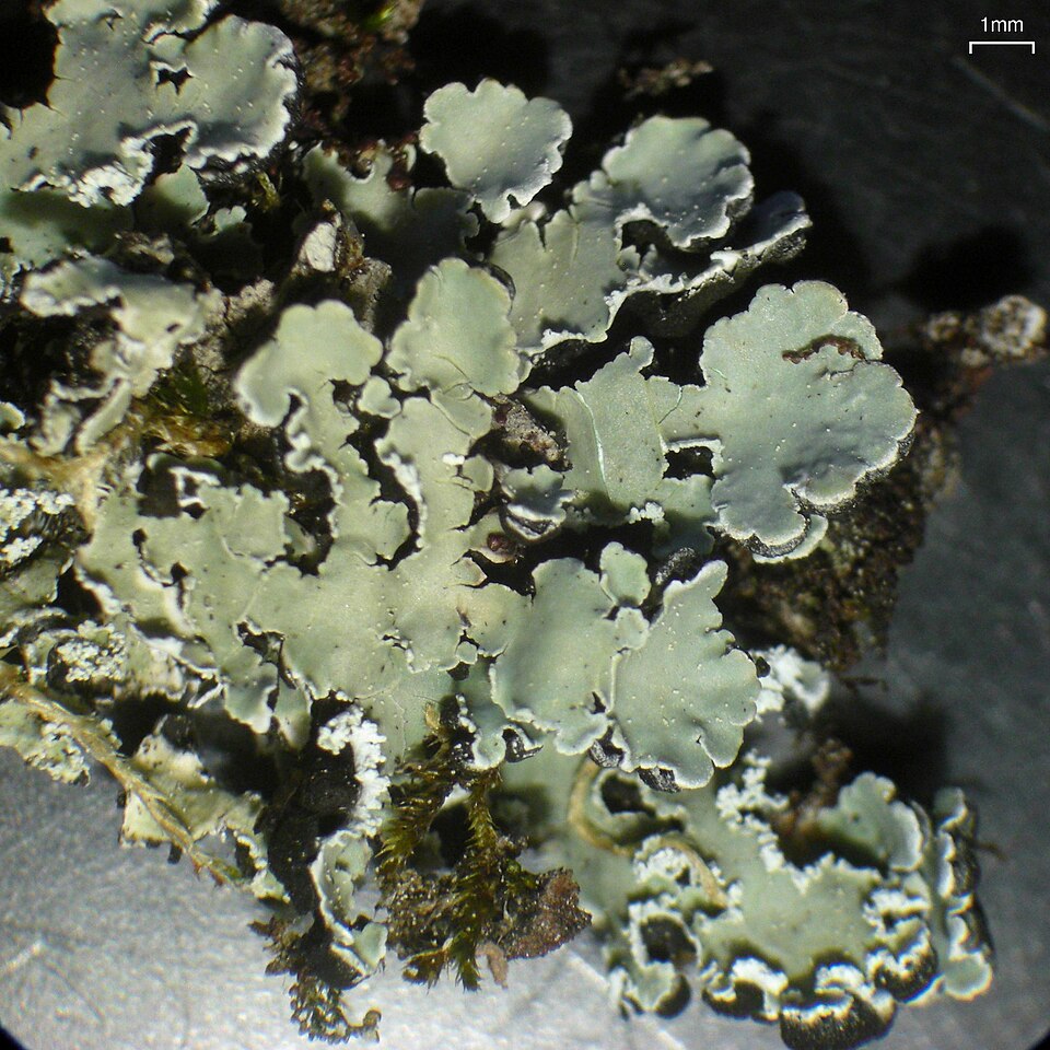 Anzia Lichen
