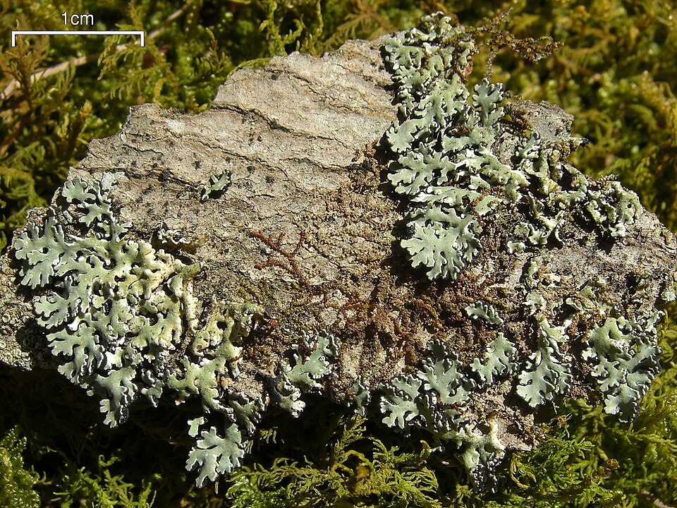 Anzia Lichen