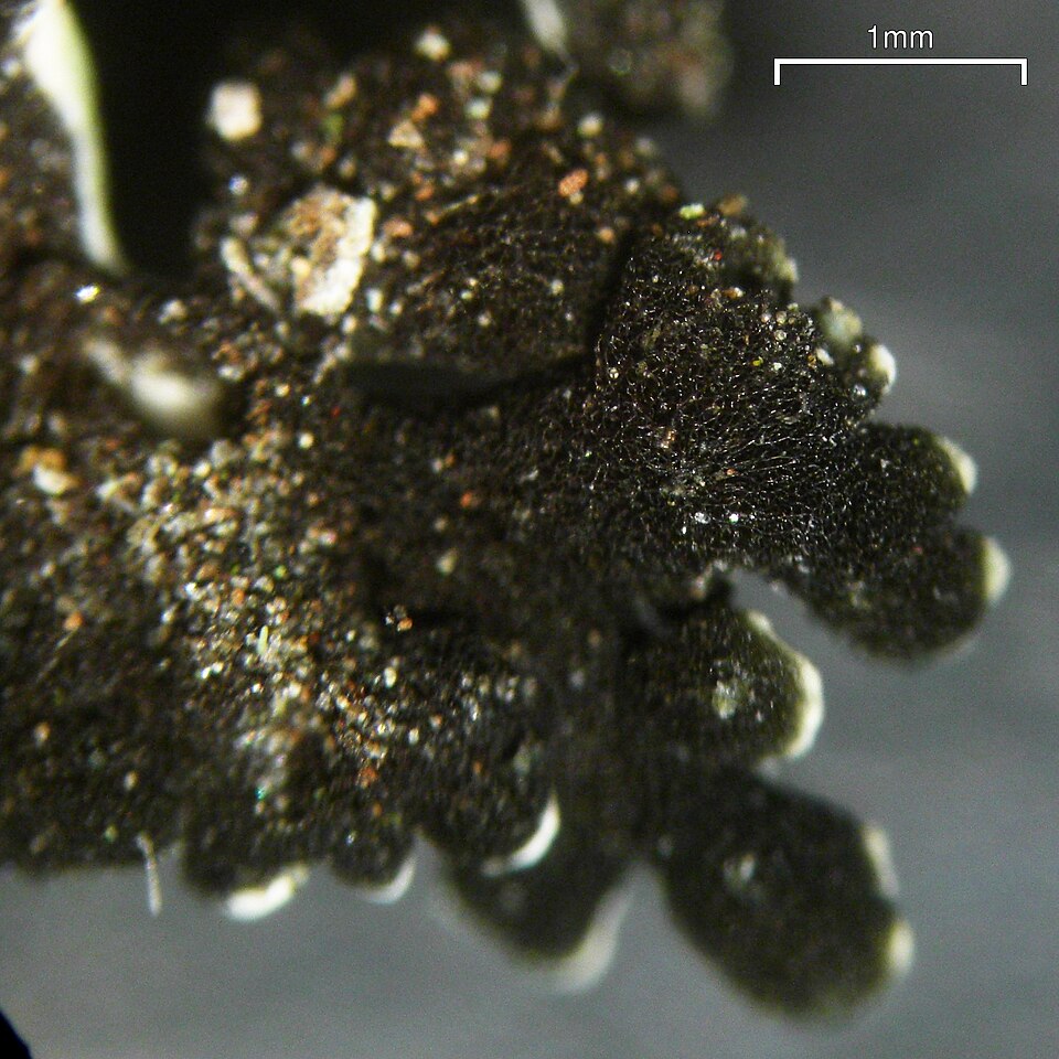 Anzia Lichen