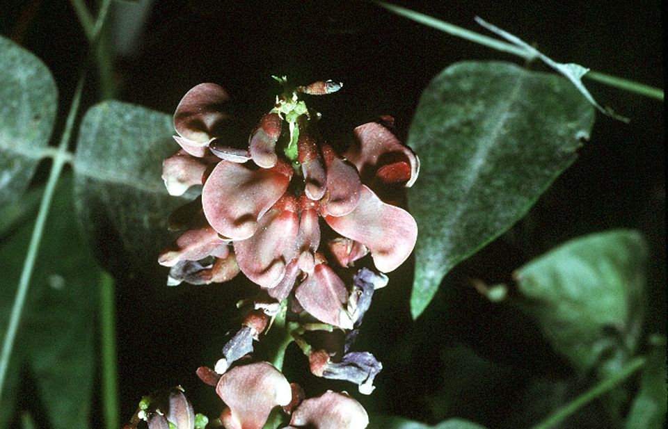 Groundnut