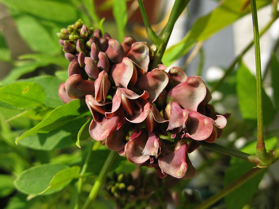 Groundnut