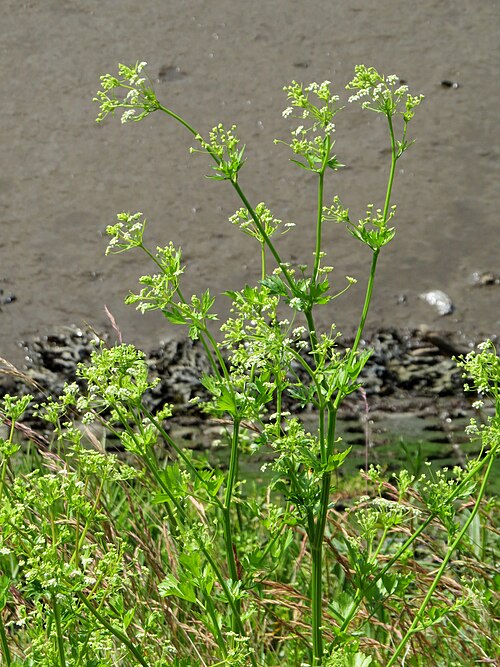 Wild Celery