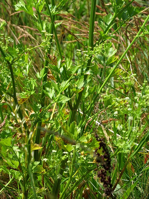 Wild Celery