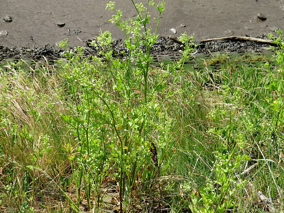 Wild Celery