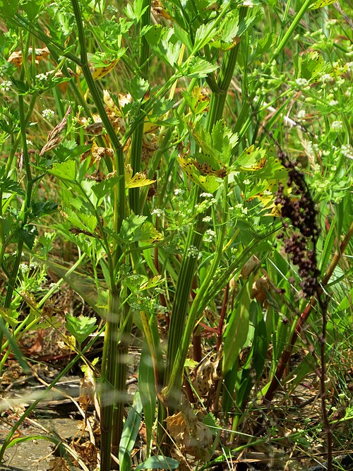 Wild Celery