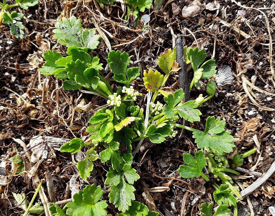 Prostrate Marshwort