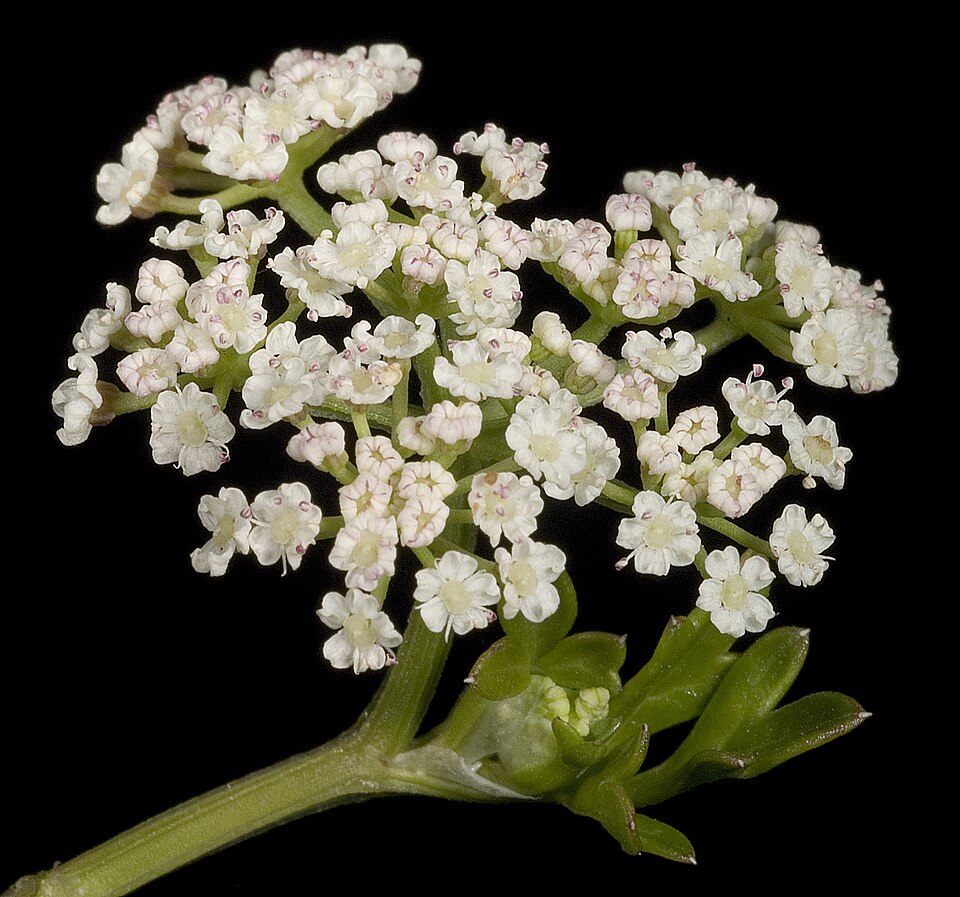 Prostrate Marshwort