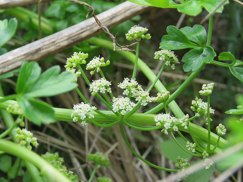 Prostrate Marshwort