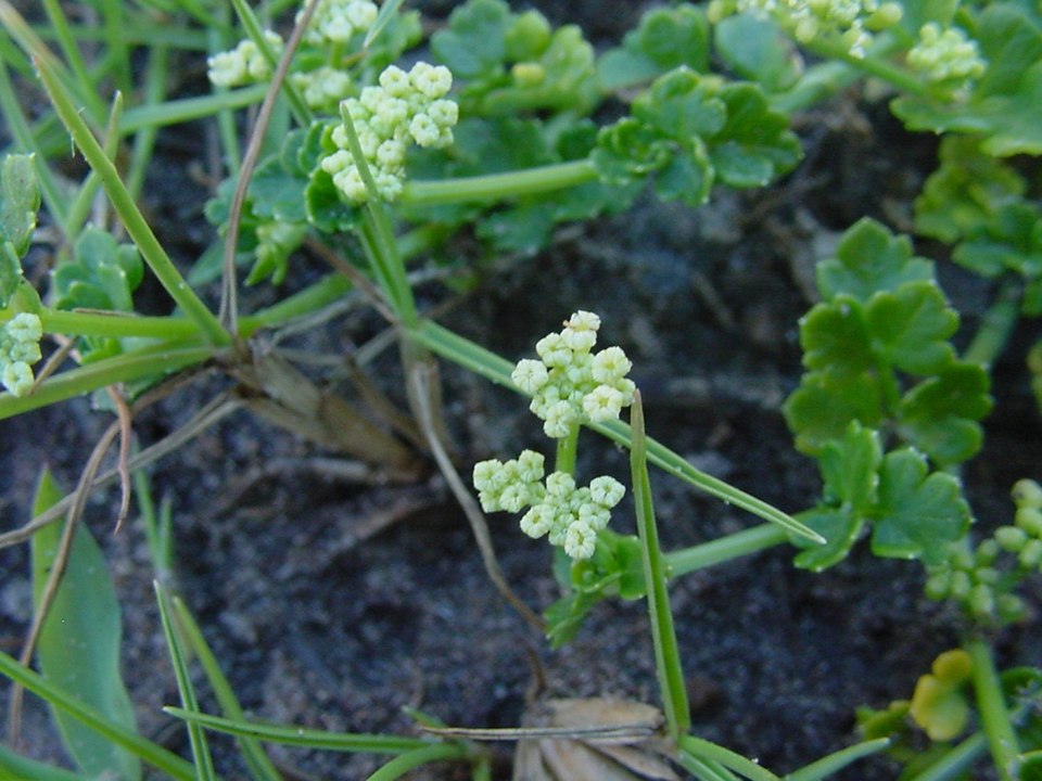 Prostrate Marshwort