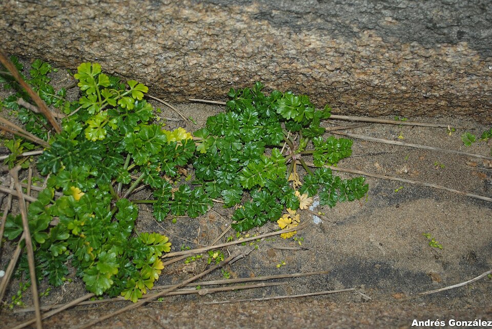 Prostrate Marshwort