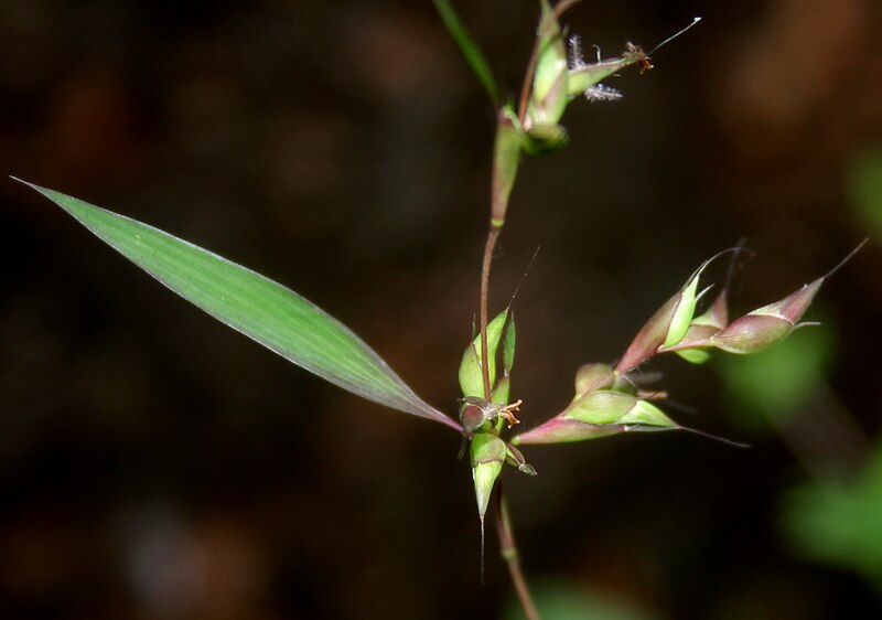 Mauritian Grass